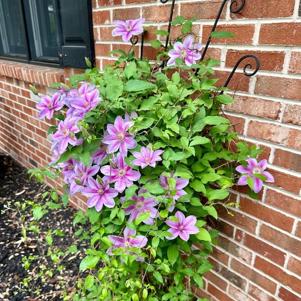 VAN ZYVERDEN Clematis Nelly Moser Plant (Set of 1 Plant) 11310