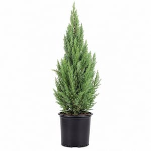 2.5 Gal. Blue Point Juniper Tree (Juniperus Chinensis) Live Conical Shaped Evergreen with Blue-Green Foliage