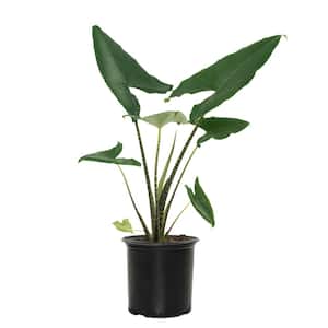 10 In. Alocasia Zebrina Houseplant + "in Grower Container"