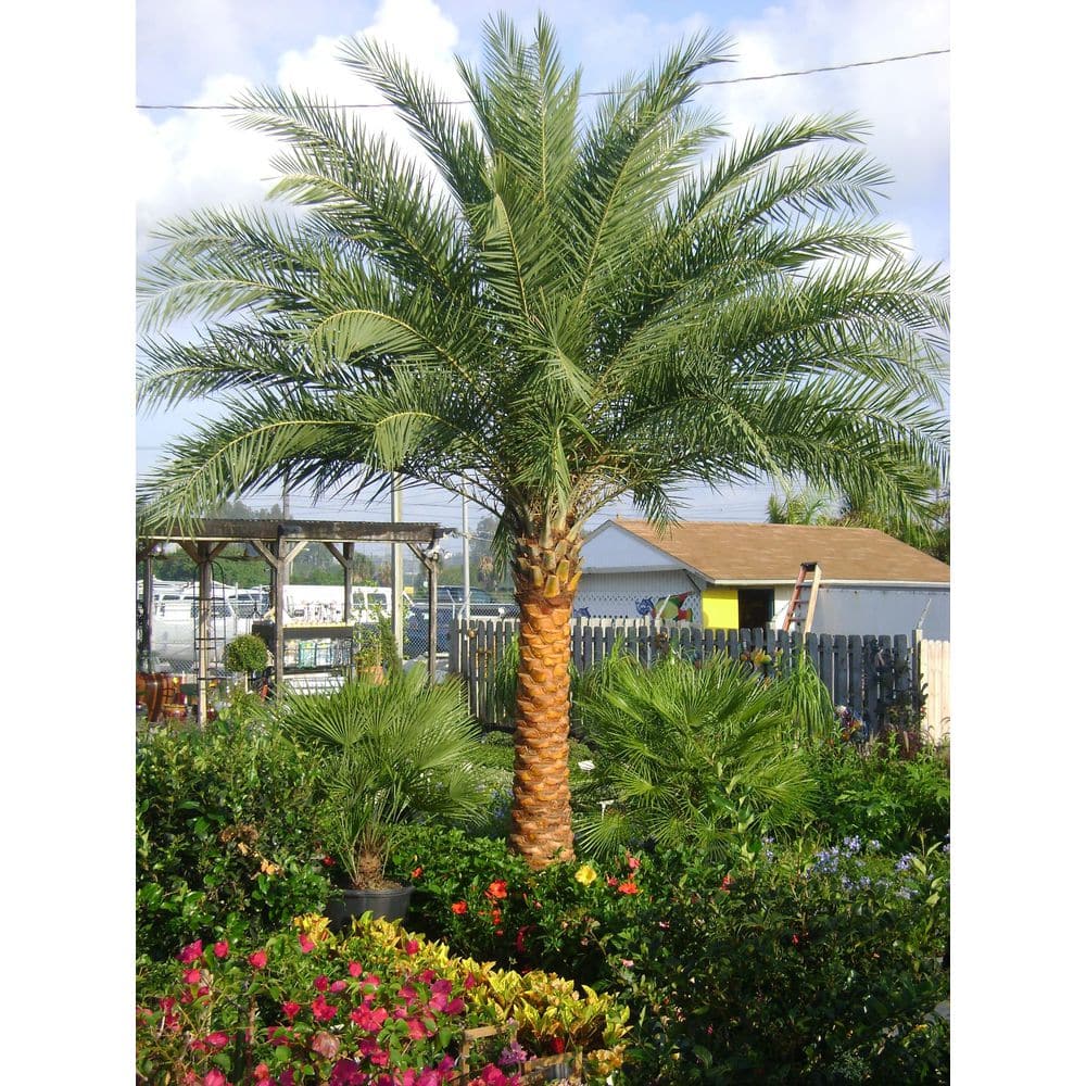 Sylvester Palm Evergreen 10-Inch Container with Silvery Blue-Green Fronds