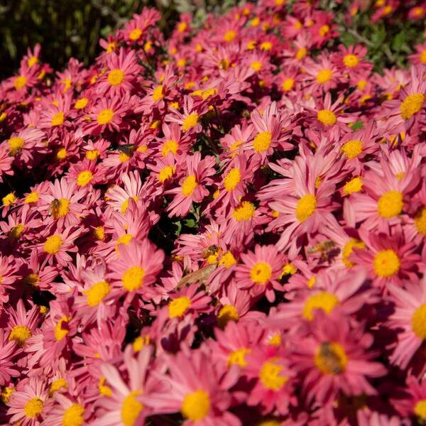DIRECT GARDENING Red Daisy Mammoth Mum Dormant Bare Root Starter