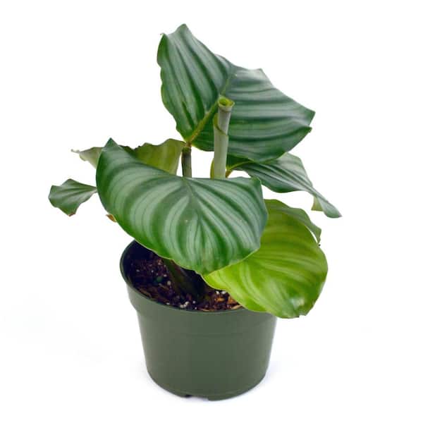 national PLANT NETWORK 6 in. Calathea Orbifiolia Plant