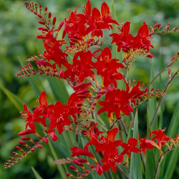 VAN ZYVERDEN Crocosmia Lucifer Bulbs (Set of 6)