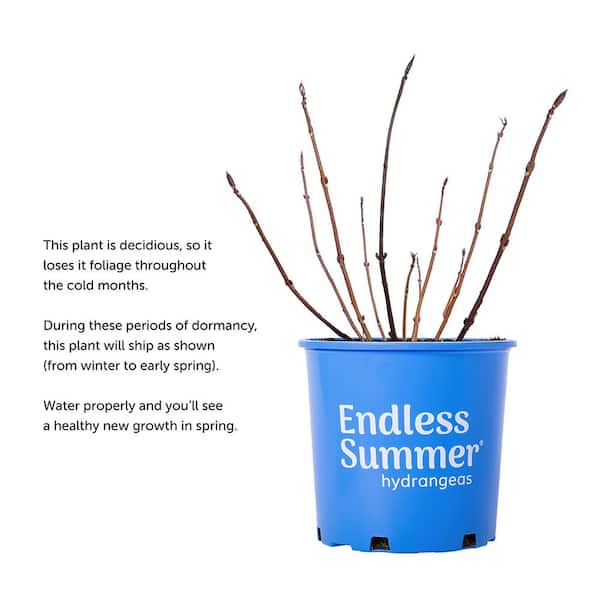 Endless Summer 2 Gal. Summer Crush Reblooming Hydrangea