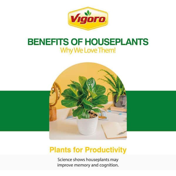 Vigoro Aglaonema Chinese Evergreen Grower's Choice Indoor Plant in 12 in. Decor Planter, Avg. Shipping Height 32-40 in. Tall
