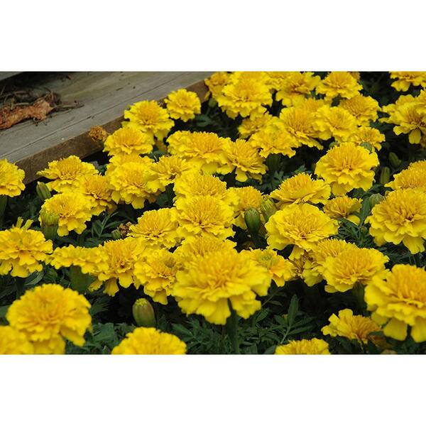 3.2 Qt. Marigold Inca Yellow Flower in 7.5 In Grower's Pot