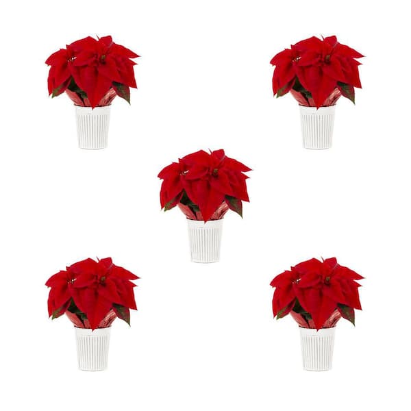 METROLINA GREENHOUSES 1 Qt. Live Red Christmas Poinsettia Plant for Indoor Giftable Holiday Decor in Decorative Striped Tin (5-Pack)