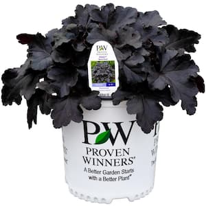 1 Gal. Heuchera Primo Black Pearl Perennial Plant with Black Foliage