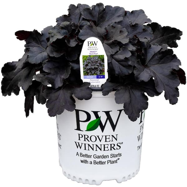 PROVEN WINNERS 1 Gal. Heuchera Primo Black Pearl Perennial Plant with Black Foliage