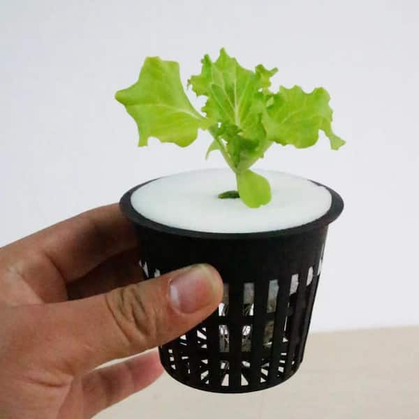 Viagrow 2 qt. Plastic Nursery Trade Pots with Coconut Coir Growing Media (50-Pack), Black