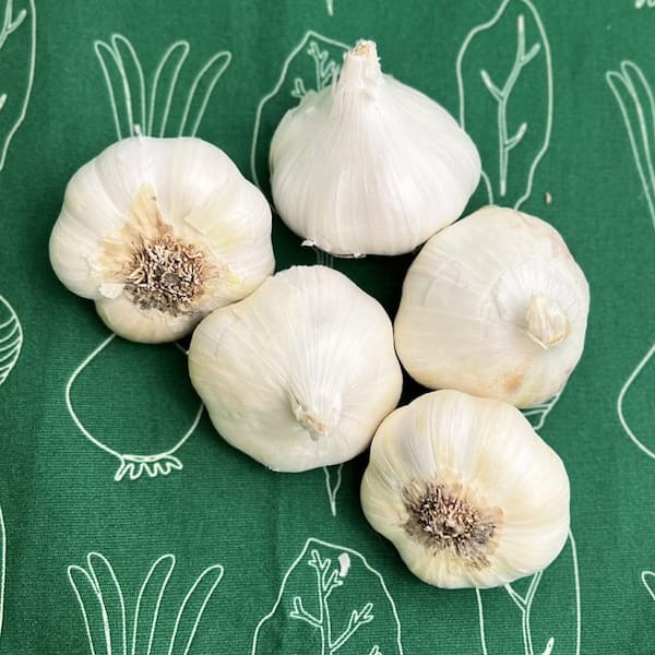 VAN ZYVERDEN Garlic Softneck Artichoke Sicilian Set of 5 Cloves