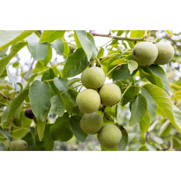 3 ft. English Walnut Tree (Juglans Regia) with Thin Shelled Nuts Great for Baking and Eating