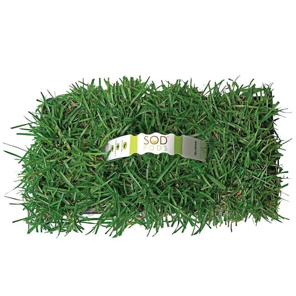 Centipede Grass Plugs (32-Count) Natural, Affordable Lawn Improvement