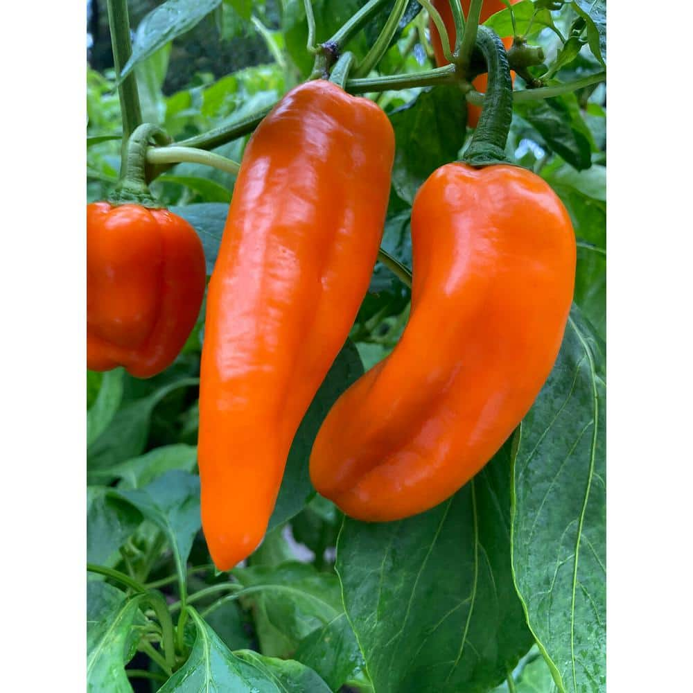 Bell Pepper  Sweetwater Organic Farm