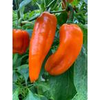 4.25 in. Eco+Grande, Pepper Pots Sugar Kick Sweet Pepper (Capsicum annuum), Live Plant, (4-Pack)