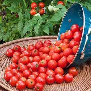 11.8 oz. Tomato-Husky Cherry Red