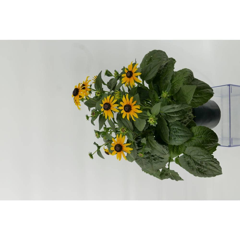 Perennial Rudbeckia f. Goldsturm 2.5 qt.