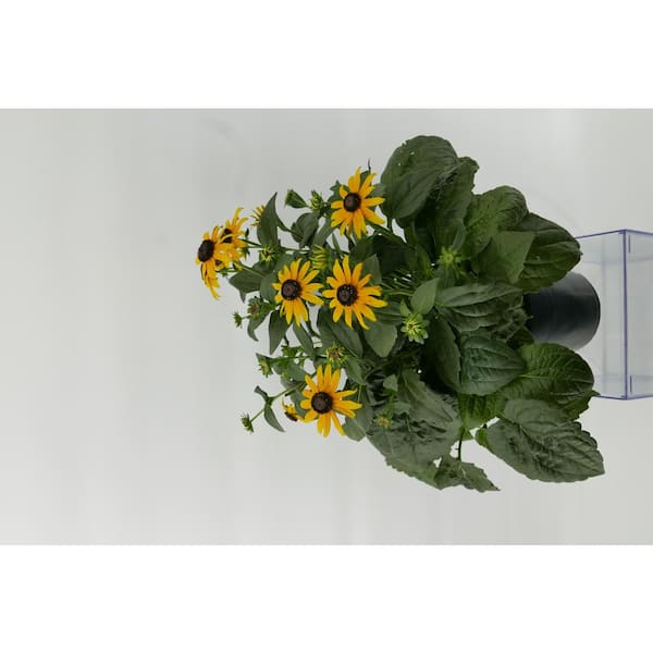 Unbranded 2.5 qt. Perennial Rudbeckia f. Goldsturm (4-Pack)