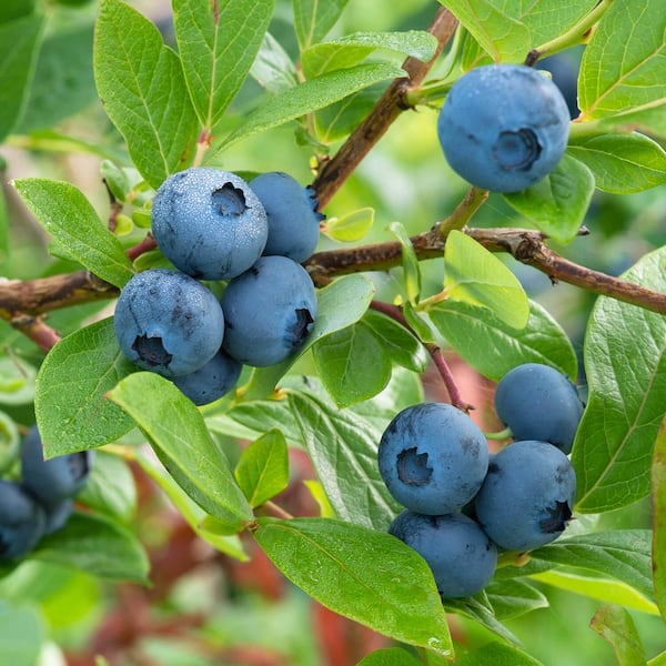 FLOWERWOOD 3 Gal. Climax Blueberry Shrub(Rabbiteye) Bush - Fruit-bearing Shrub