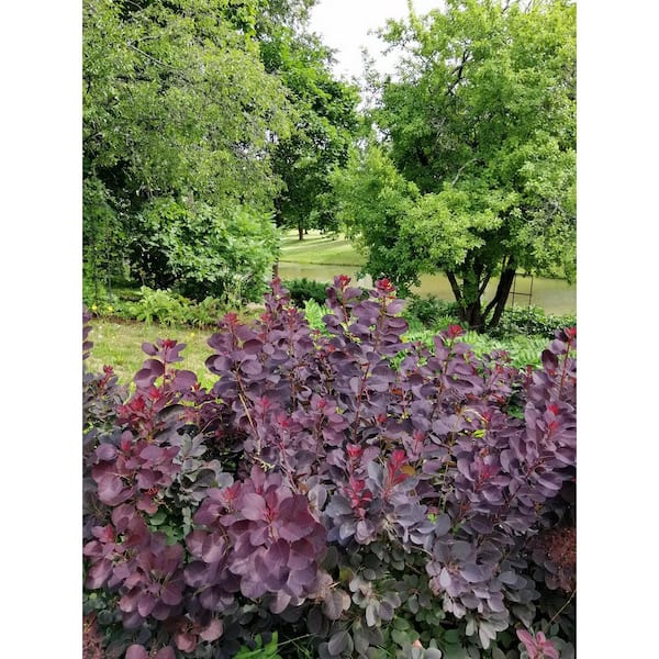 3 Gal. Royal Purple Smokebush Live Flowering Shrub with Purple Foliage and Pink-Purple Flowers (1-Pack)
