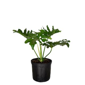 2.5 Gal - Split Leaf Philodendron - Live Evergreen Shrub with Large Glossy Green Foliage