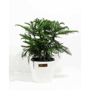 10 in. Holiday Norfolk Island Pine in Coconut Eco Pot