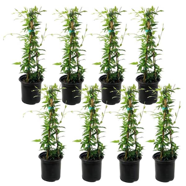 1 gal. Carolina Jessamine Plant with Yellow Flowers (8-Pack)