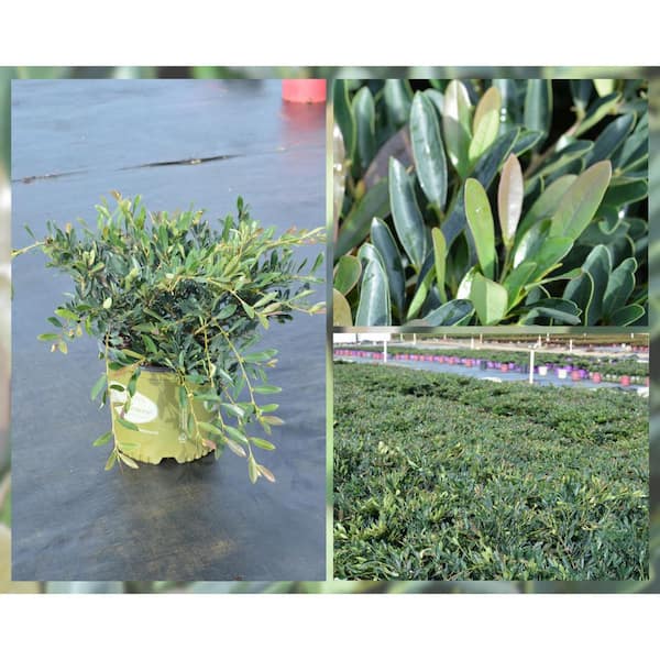 3 Gal. Emerald Cascade Distylium, Evergreen Shrub with Plum New Foliage and Sun Loving and Tight Branching