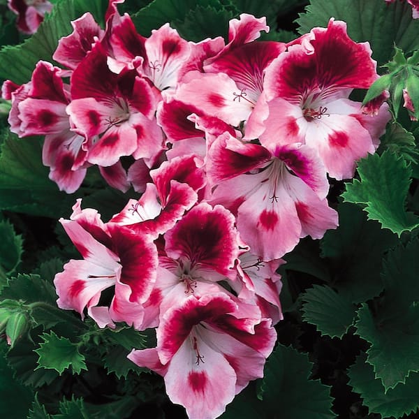 VIGORO 2.6 Qt. Martha Washington Bi-Color Geranium Plant