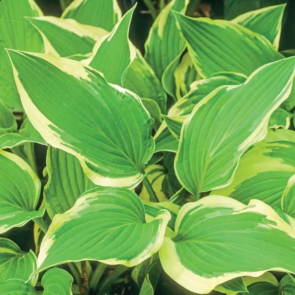 Unbranded #1 Atlantis Yellow Variegated Hosta Plant