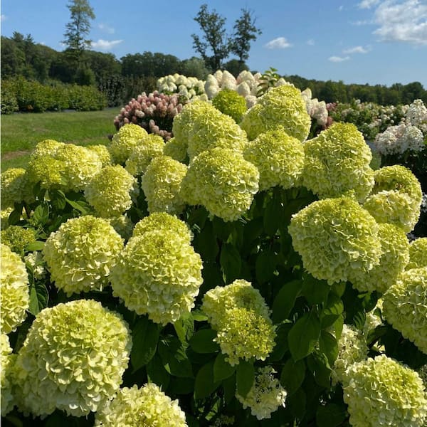 Proven Winners 4.5 in. qt. Powerball Panicle Hydrangea (Paniculata