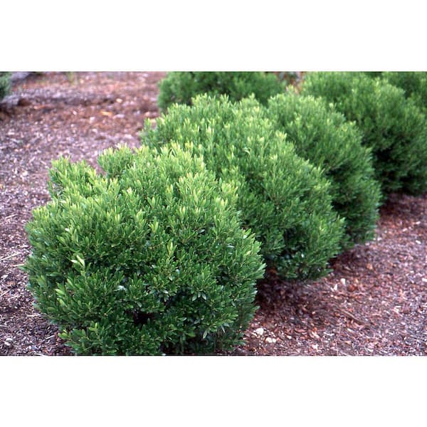1 Gal. Shamrock Holly Shrub (2-Pack) – Compact Evergreen Shrubs with Glossy Green Leaves and Red Berries