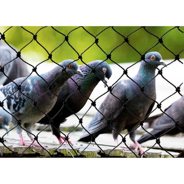 NETRO 15 X 10 Ft Anti Bird Net>HDPE MultiFilament Naylon Net>Pigeon  Control> Bird Net - Buy NETRO 15 X 10 Ft Anti Bird Net>HDPE MultiFilament  Naylon Net>Pigeon Control> Bird Net Online at