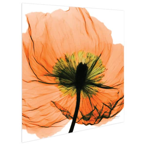 Tempered Glass Photo Print Wall Art Picture Poppies Oil Painting Prizma GWA0315 