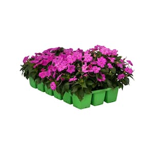 18-Pack Compact Hot Pink SunPatiens Impatiens Outdoor Annual Plant with Pink Flowers in 2.75 In. Cell Grower's Tray