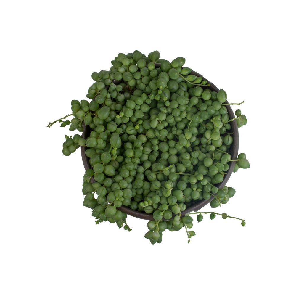 Senecio Radicans String of Pearls in Brown Plastic Hanging Planter