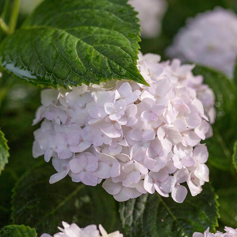 2 Gal. Blushing Bride Reblooming Hydrangea Flowering Shrub with White to Blush Pink Flowers