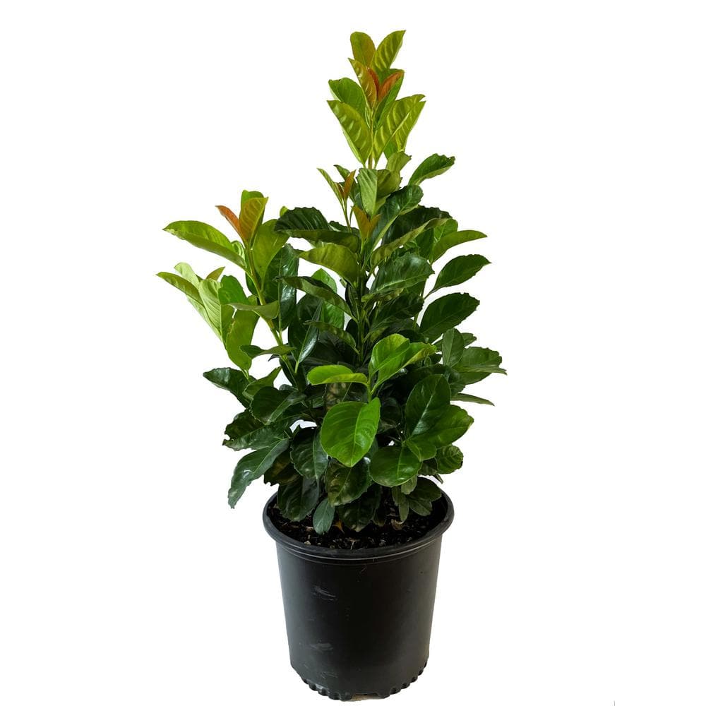 2.25 Gal. Anbri Etna English Laurel Live Shrub with White Flowers