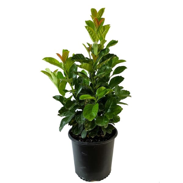 Unbranded 2.25 Gal. Anbri Etna English Laurel Live Shrub with White Flowers