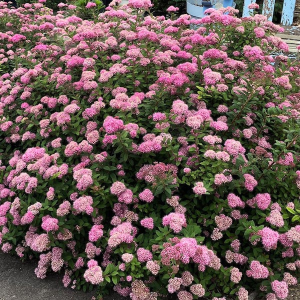 VAN ZYVERDEN Spiraea Poprocks Petite 4 in. Potted Rocketliners (Set of 3 Plants)
