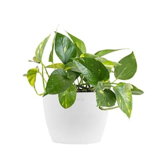 Golden Pothos Devil's Ivy Epipremnum aureum Vining Live Plant in 6 inch Premium Sustainable Ecopots Pure White Pot