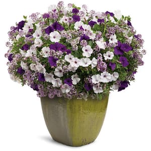 12 in. Velvet Skies Alyssum and Supertunia Combo Annual Live Plant in Hanging Basket