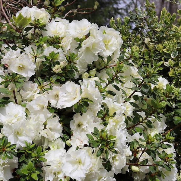 PROVEN WINNERS 2 Gal. Perfecto Mundo Double White Shrub 19645