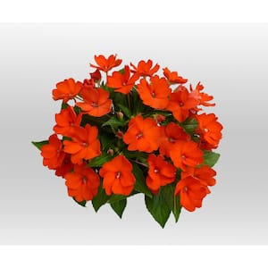 1 Qt. Compact Electric Orange SunPatiens Impatiens Outdoor Annual Plant with Orange Flowers