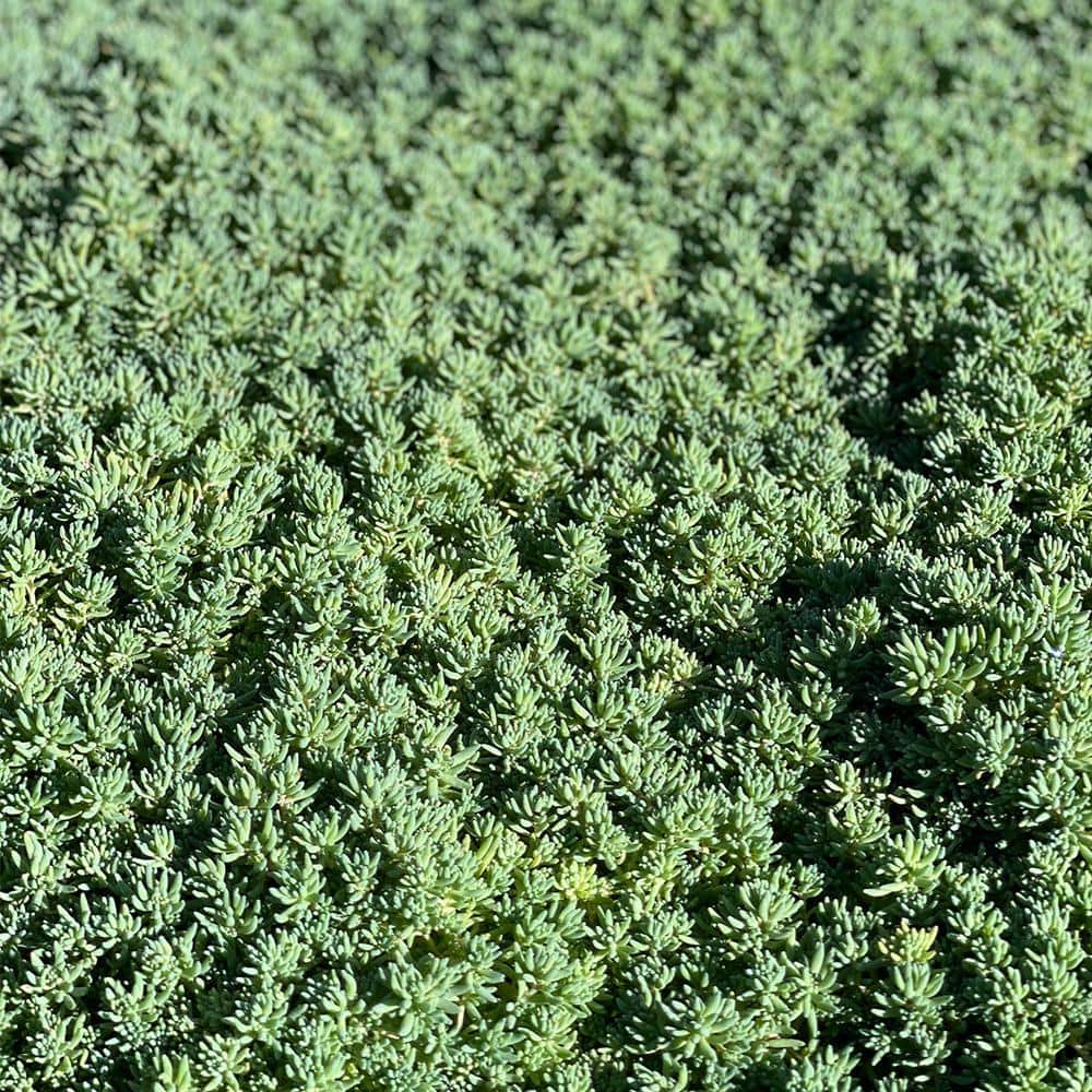 Cesicia 4 in. D x 3.5 in. H Non-Fragrant Sedum Blue Carpet with