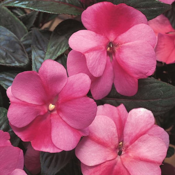 Unbranded 3.5 Pt. Strawberry Bicolor New Guinea Impatien