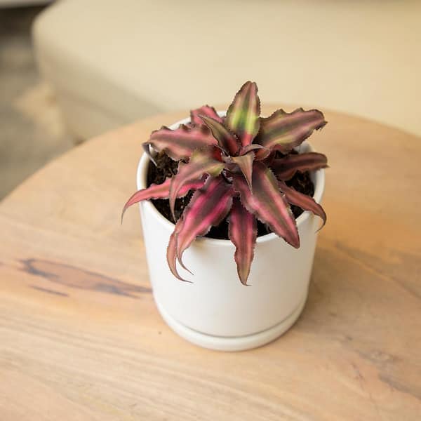 Earth Star House Plant in Pot Bromeliads Live Plants in Soil Altman Plants Live Cryptanthus Bromeliad Plant Indoor Flowering Plant Cryptanthus bivittatus Pink Star Colorful Potted Houseplant 