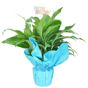 Spathiphyllum Peace Lily Indoor Plant in 6 in. Happy Birthday Wrap and Pick, Avg. Shipping Height 1-2 ft. Tall