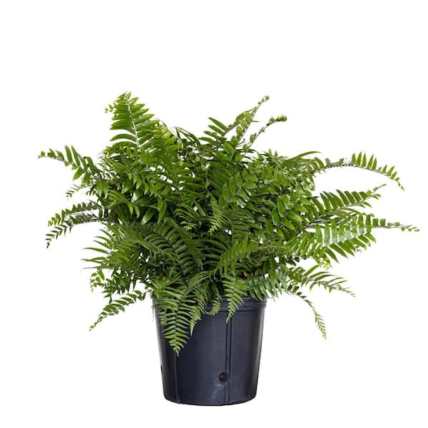 Macho Fern Plant in 9.25 inch Grower Pot