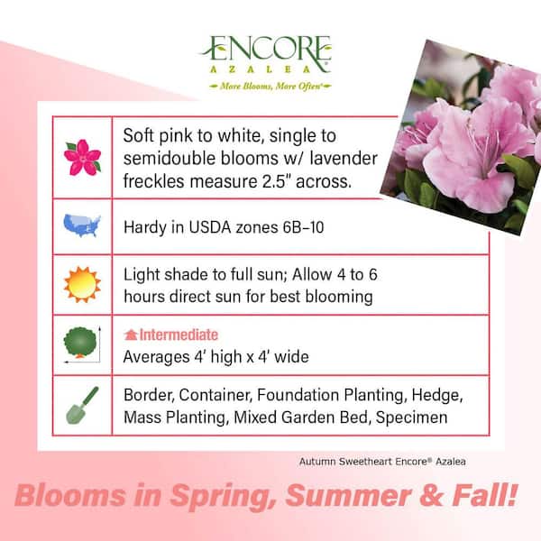 2 Gal. Autumn Sweetheart - Pink Re-Blooming Compact Evergreen Shrub